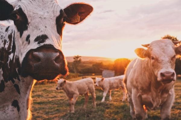Animal Feed GCC Export